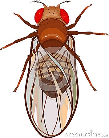 Male fruit fly Drosophila melanogaster isolated on white Vector Illustration